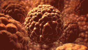fatcell